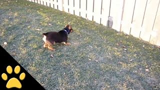 Dog chases his own shadow