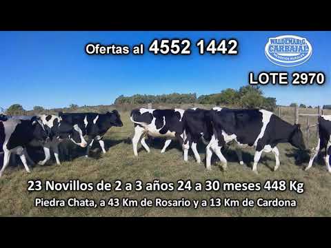 Lote 23 Novillos 2 a 3 años 23 HO 448 Kgkg -  en Piedra Chata, a 43 Km de Rosario y a 13 Km de Cardona