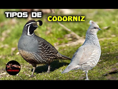 , title : 'ESPECIES DE CORDORNICES – TIPOS DE CODORNIZ  (Las mejores razas de codornices)'