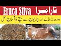 Tara Meera Benefits For Animal Health Eruca Sativa تارا میرا کا جانوروں کے لیے
