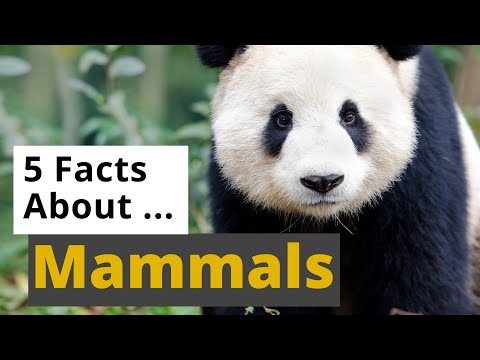All About Mammals  🐘🦒🦇 - 5 Interesting Facts - Animals for Kids - Educational Video