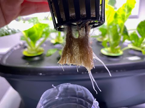 , title : 'Root Rot In Hydroponic - How To Save Your Plants'