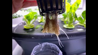 Root Rot In Hydroponic - How To Save Your Plants