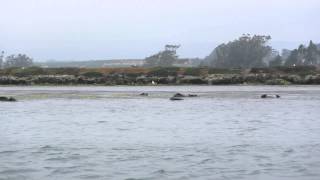Sea Otter Raft in Elkhorn Slough.
