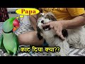 Parrot Pablo ke Papa ko Chapo Puppy ne Kata Ya Chaata ??? 😍