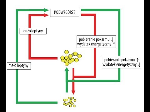 Crick w obszarze żeber Wyniki rozwoju mięśni