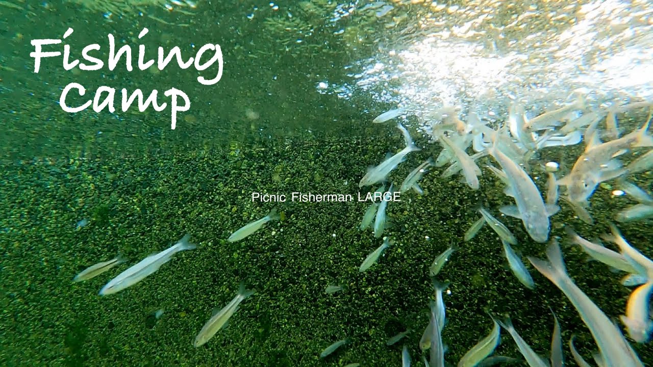 小魚100匹庭池に放したらベイトボールが凄かった　絶品キャンプ飯