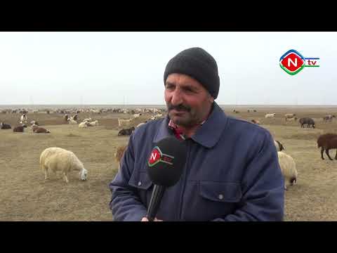 Ailə təsərrüfatları - 21.12.2022