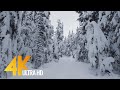 4K Winter Hike through Snowy Forest with Snow Crunch Sound - Scenic Trails of Canada - Part #2