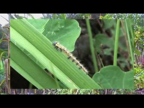 Huma-Huma -  Pachabelly [Alternate Ending]