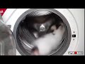 Cat Washing Machine