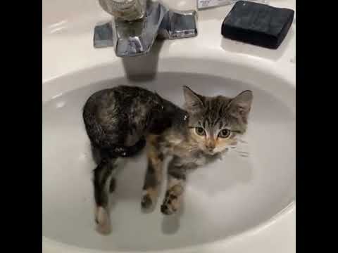 cat takes a shower in the sink 😂