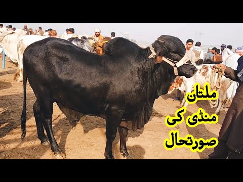 Multan Cow Mandi me Heavy weight Bachryy Qurbani 2021 k janwar 14 February latest update on Sunday