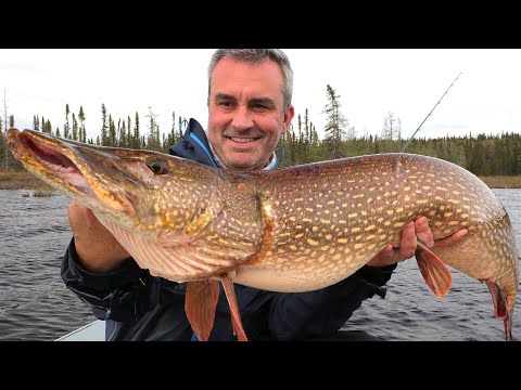UN BROCHET MONSTRE DANS UN SPOT SECRET ! - Cyril Chauquet