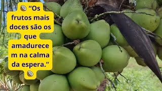 A Paciência que Gera Frutos