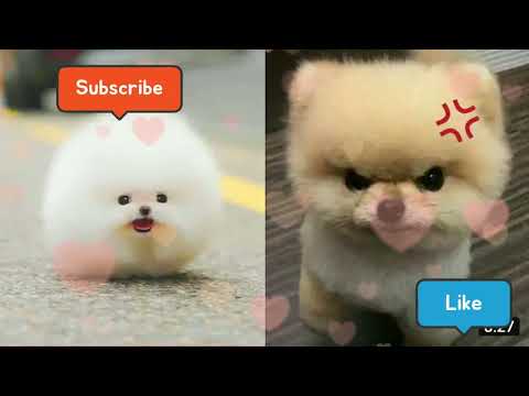 cute dogs 🥰 # short