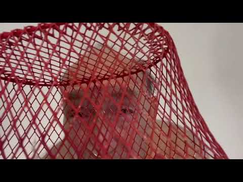 Not the bees! Wicker man.  Nicholas Cage