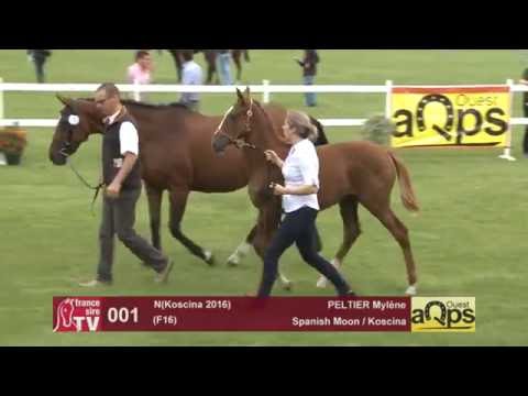 Show AQPS Le Lion 2016 : Lot 1 - N(Koscina 2016)