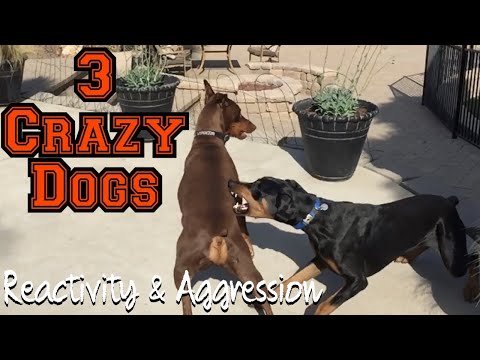Watch 3 fearful and reactive dogs meet Bosco