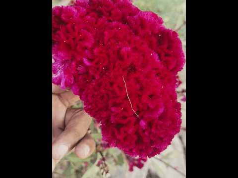 Velvet flower 🌻 🌹🌻🌹🌻🌹🌻🌹