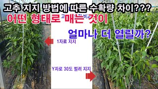 고추 지주 방법에 따른 수확량 차이는... 어떤 형태로 매는 것이 얼마나 더 열릴까? (고추 재배, 고추 열…