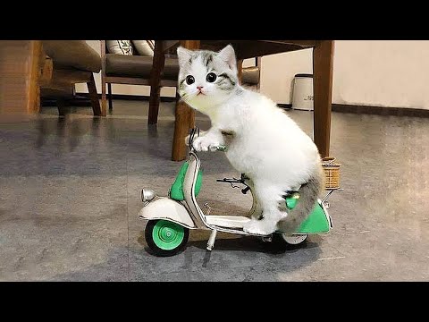 Funny Animals 2022 - Cute Dogs and Cats Doing Funny Things 2022