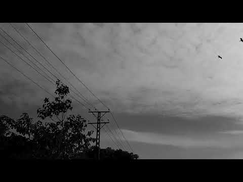 four frames; four stories: an experimentally constructed series of nature portraits