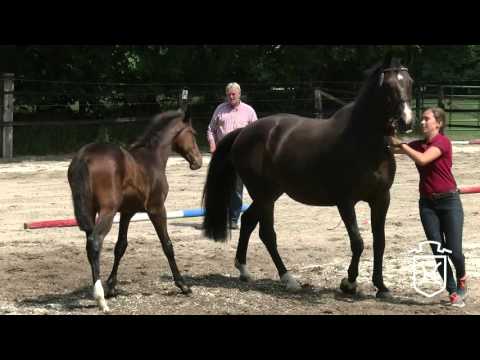 IZ156 Stutfohlen von Casall   Ramirado   Corrado I