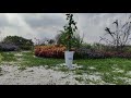 The Tree Of Life By Angel Magic Trick