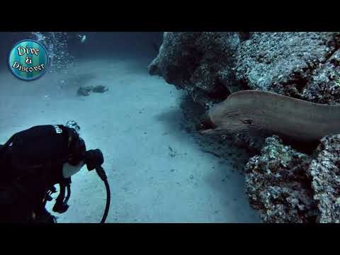 Scuba diver meets moray eel, fortunately no attack