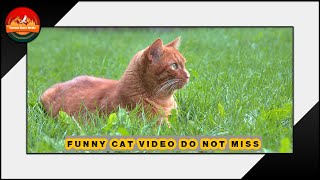 FUNNY CAT VIDEO DO NOT MISS / FUNNY VIDEO WITH CAT