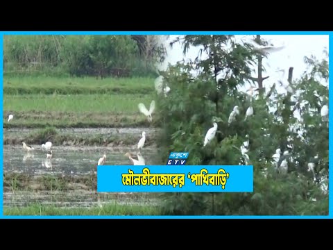 পাখিদের অভয়াশ্রম মৌলভীবাজারের `পাখিবাড়ি`