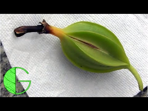 How I collected dry seed from my Cattleya orchid