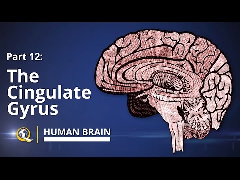 Cingulate Gyrus - Human Brain Series - Part 12