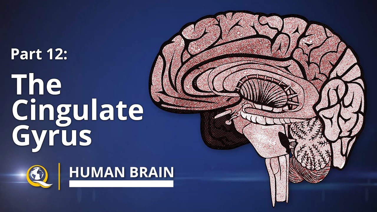 Cingulate Gyrus - Human Brain Series - Part 12 - YouTube