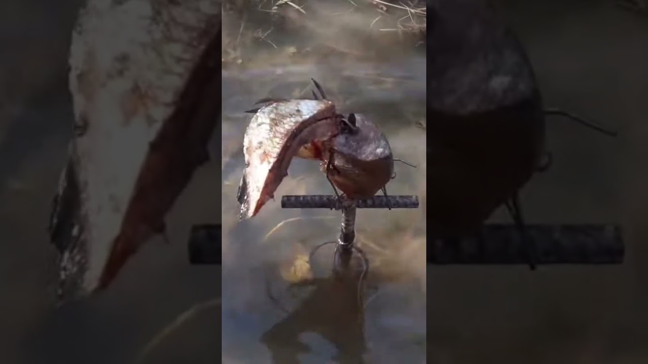 The fish stake set. #wildlifemanagement