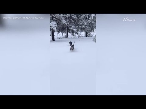 Dogs Enjoy Snow in Arizona as Flagstaff Sees Record Fall
