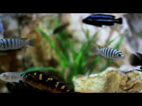 Beautiful relax music sleep with Japanese koi carp fish-meditation, study music, spa, yoga.