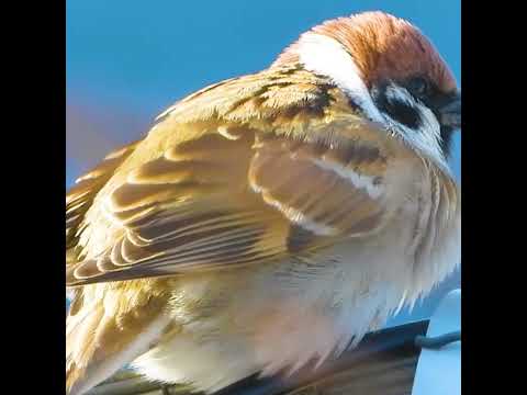 庭の鳥: 野生のスズメを飼いならすにはどうすればよいですか?彼と友達になるために従うべき5つのステップ  庭園