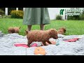 Toy Poodle dogs for sale: Violet - Video 1