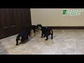 Mixed Breed dogs for sale: Annie - Video 1
