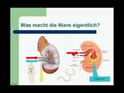 Kidney and urinary system 1/3
