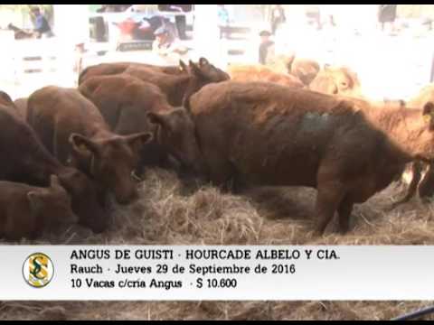29-09-16 -  Venta Vacas c/ cría Angs  - Angus de Giusti - Rauch