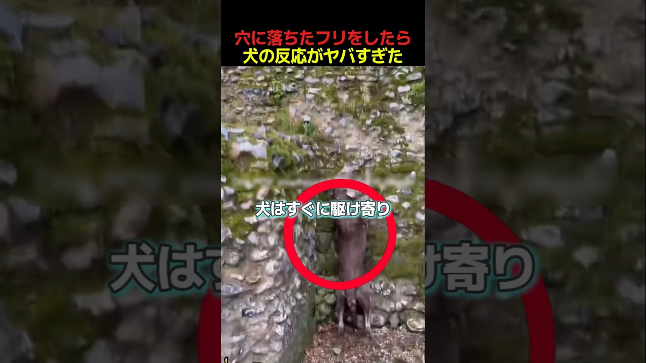穴に落ちたフリをしたら犬の反応がヤバすぎた