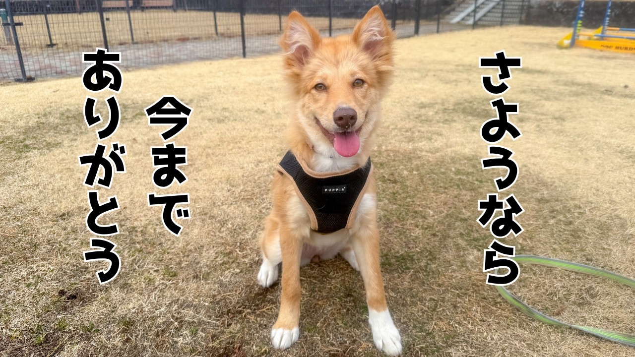 【旅立ち】処分に怯えた野犬の子犬　最後の動画