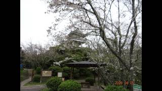 【いすみ市・散歩 】〔 万木城跡公園 その❷〕（展望台より）※ 2026 年 04 月 05 日（日）