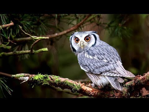 Mount Rainier National Park Episode 2 Nature Documentary Film