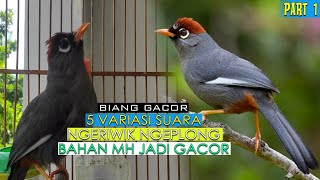 Download lagu KOMBINASI 4 SUARA POKSAY MANDARIN SANGAT MANJUR MERANGSANG POKSAY HONGKONG IKUT BUNYI P#1 mp3