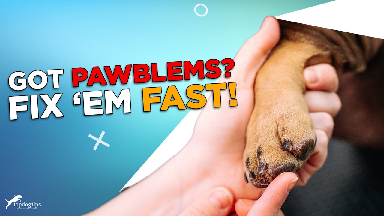 7 Common Dog Paw Issues and What to Do About Them