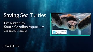 Varsity Tutors' StarCourse Saving Sea Turtles with THE SOUTH CAROLINA AQUARIUM